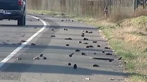Etats-Unis : nouvelle pluie d’oiseaux morts
