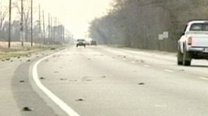 Dead bird mystery spreads to Sweden