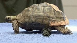 Training wheels for a turtle