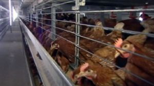 Call for tough sanctions over German dioxin scandal