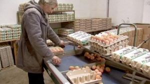 Organic food sales boom in dioxin-hit Germany