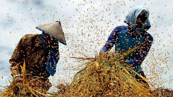 Food crisis warning from FAO