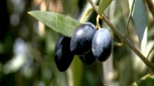 Espagne : les producteurs d’olive mécontents de leurs prix de vente
