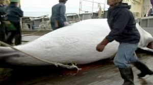 Japan suspends whale hunt after protests