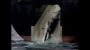 Japan forced to end Antarctic whale hunt