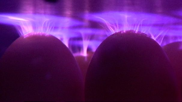 Bacteria-free eggs thanks to plasma technology
