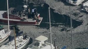 Des millions de sardines mortes en Californie