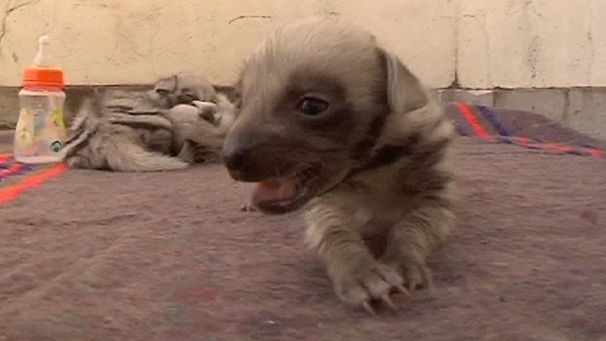 Rare baby hyenas to be kept in Kenya orphanage