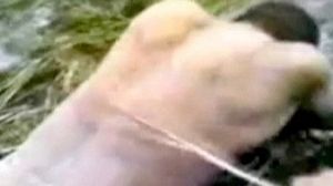 Torture: l’armée philippine mise en cause dans une vidéo