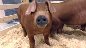 European cloned meat talks stall
