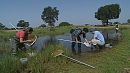 Heat stroke in wetlands