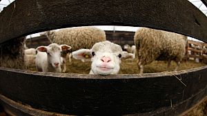 POTC: Animal rights vs religious rites
