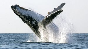 Male whales change tune to stay hip, study shows