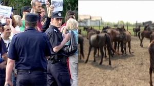 En Roumanie, on achève bien les chevaux
