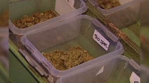 Dutch government tightens policy on soft drugs