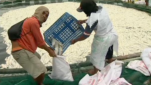 Philippines: fish die as temperature drops