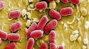 Germany E.coli death toll rises to 14