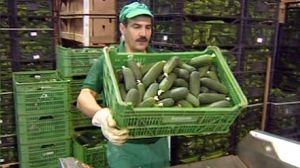 Spain denies its cucumbers cause of deadly E. coli bug