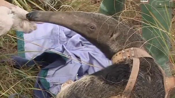 Preservación de osos hormigueros en Argentina
