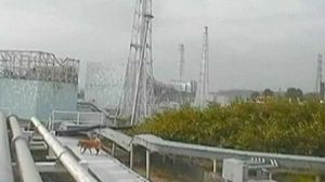 Stranded animals roam Fukushima’s nuclear rubble