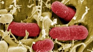 E.coli : une bataille sans fin