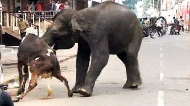 Wild elephants rampage in southern India