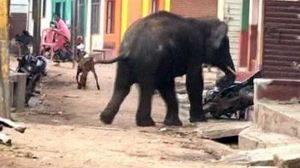 Inde : la cavale meurtrière de deux éléphants