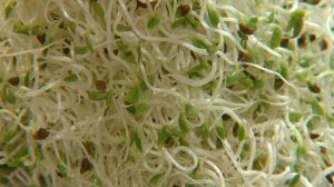 E.coli source found say German authorities