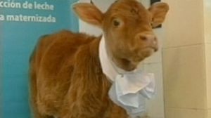 Rosita, una vaca clonada para producir leche similar a la humana
