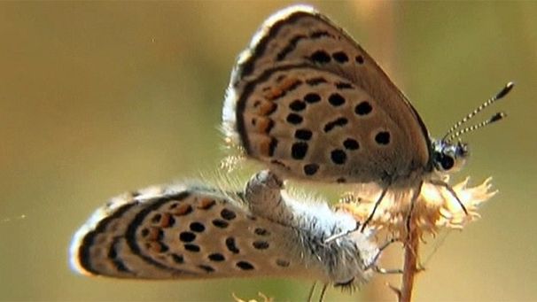 One of smallest butterflies could disappear