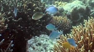 Les espèces marines menacées d’extinction de masse
