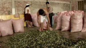 La Bolivie pourrait se retirer de la convention de l’Onu sur les stupéfiants