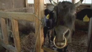 Fukushima beef is ‘radioactive’