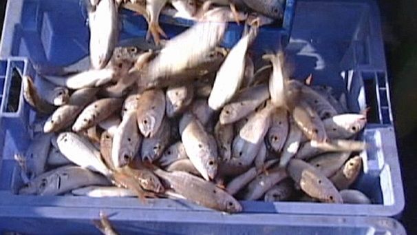 EU promises fishing policy reform