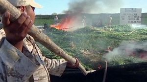 Les soldats mexicains incendient une plantation de marijuana