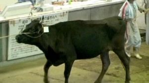 Japan beef scare spreads