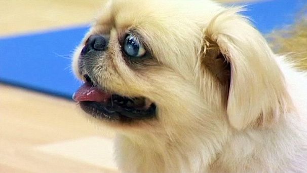 Yoga for dogs in Hong Kong