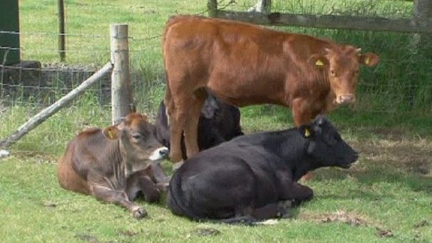 Garlic against global warming from cows