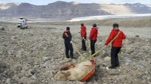 Un ours polaire tue un touriste britannique en Norvège