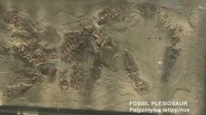 Pregnant fossil shows reptiles did not lay eggs