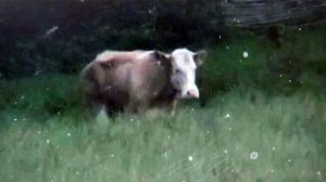 La vache qui valait 10 000 euros