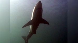 Russia shocked by shark attacks