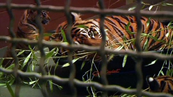 Sumatran tigers make public debut