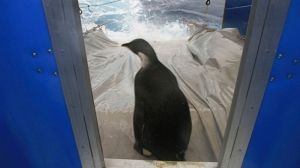 Reluctant penguin heads home