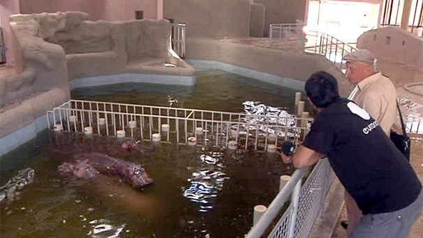 Zootiere in Tripolis darben