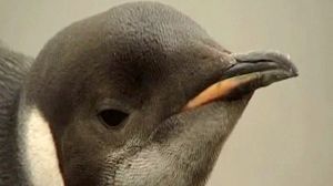 Penguin missing, feared eaten