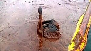 BP to blame says US report