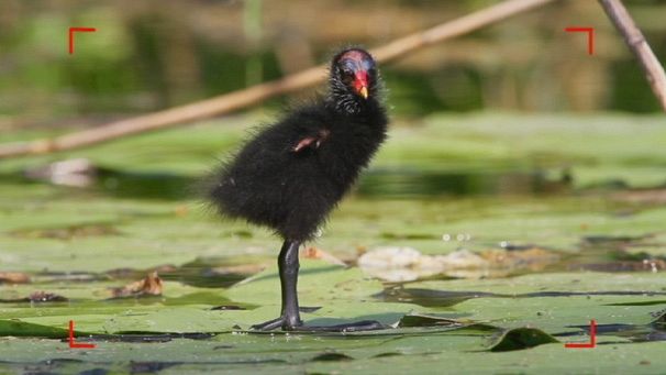 Wading in to protect the ‘European Amazon’