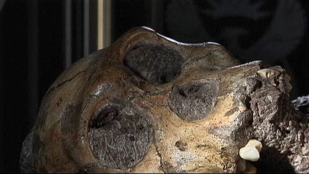 The skeleton from South Africa which may be the missing link