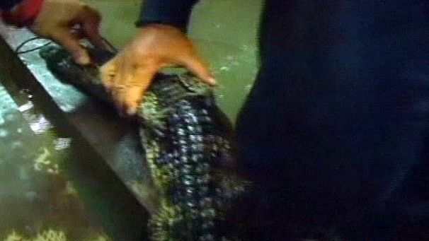 Crocodile invades home in Thai floods